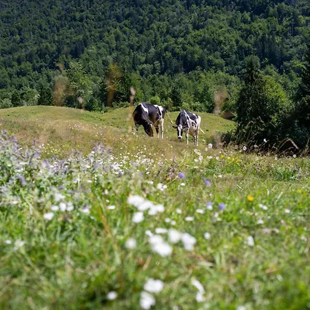 Voje Highland Cradle *